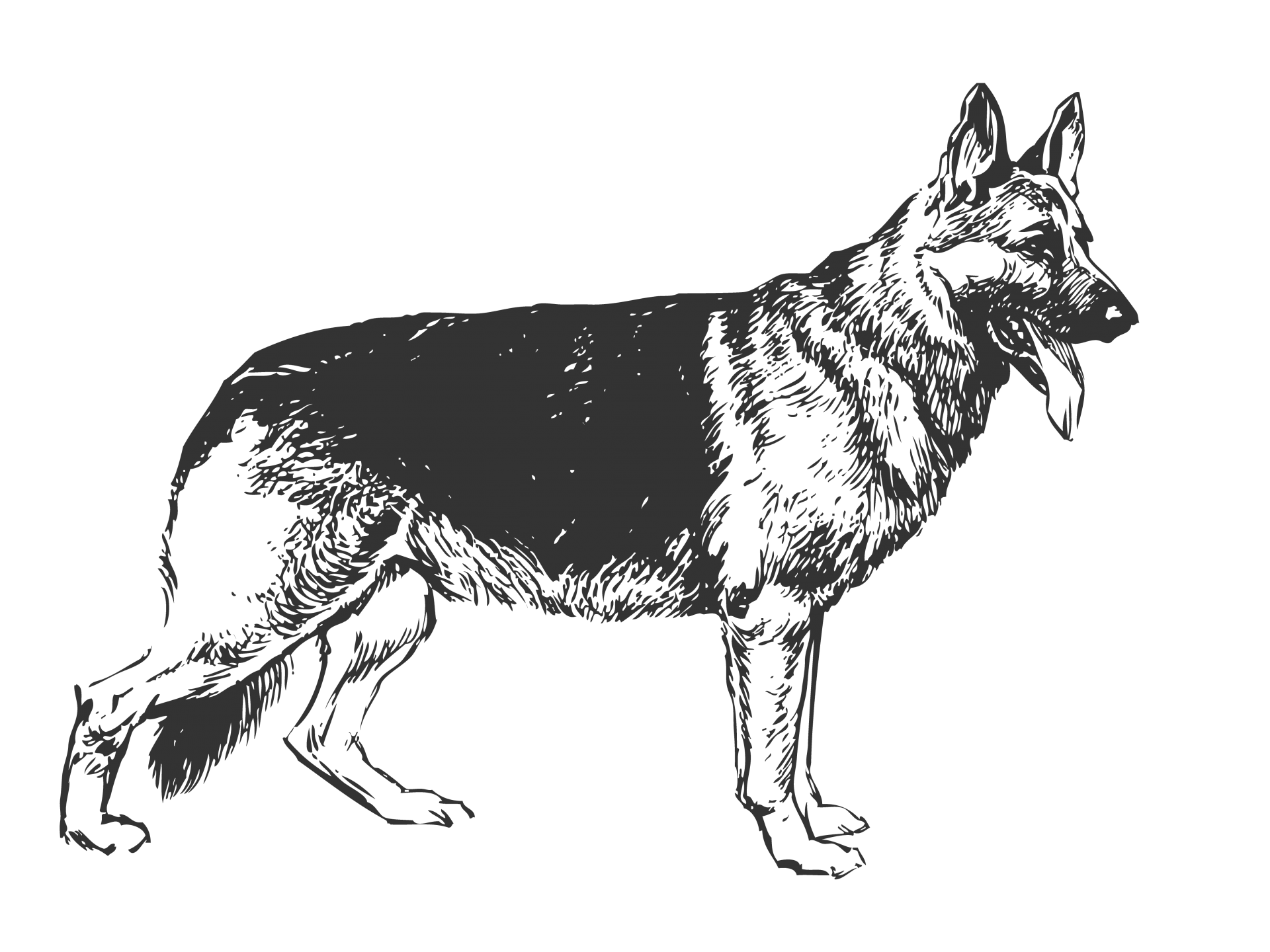 Outline sketch of German shepherd dog on transparent background
